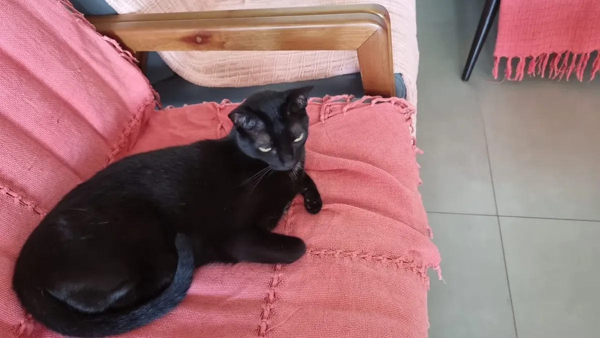 My kitten Jasmine, I rescued from the street when she was a baby, today she is 11 years old, she lives like a princess.