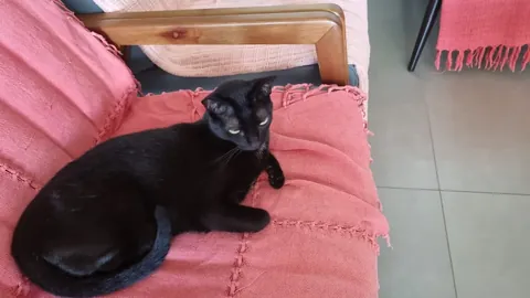 My kitten Jasmine, I rescued from the street when she was a baby, today she is 11 years old, she lives like a princess.