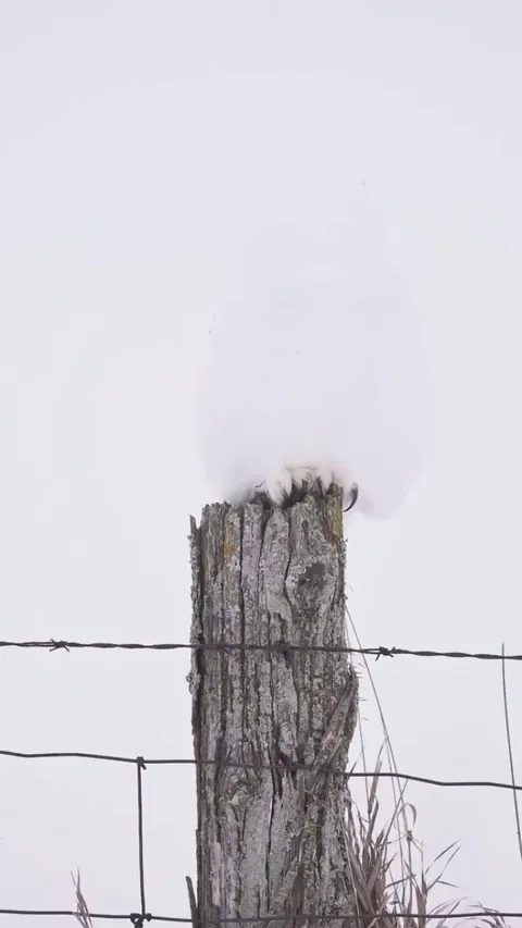 🔥This white owl uses natural camouflage to blend seamlessly into snowy landscape, making it almost invisible to prey and predator.