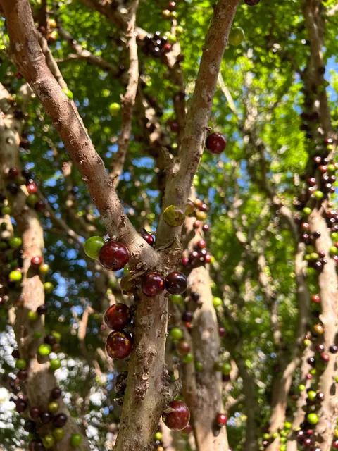 My parents’ Brazilian berry tree