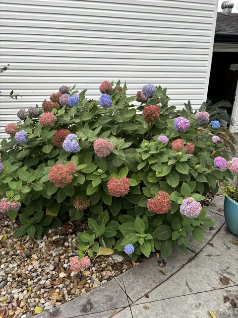 My Hydrangea in Southern Illinois, zone 6B, on November 14th. 
