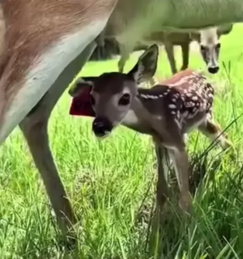 How Fawns Stay Safe in the Wild from predators