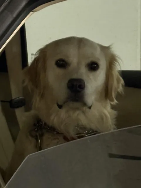 This Dog Was Staring At Me Intently