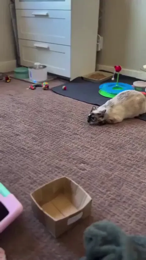 Momma cat teaches her kitten, the art of sneak attack