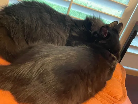 My two voids snuggling and loving on each other