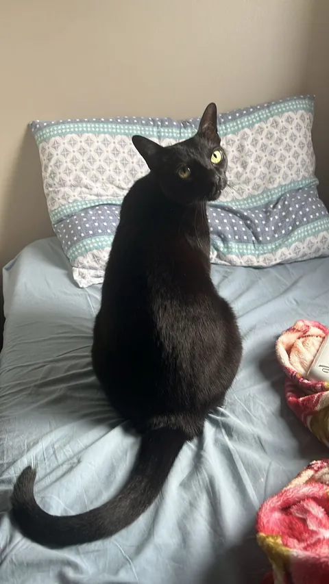 My kitten Jasmine, I rescued from the street when she was a baby, today she is 11 years old, she lives like a princess.