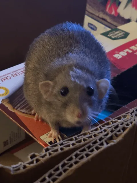 Stop looking at me with those eyes, Jimily!