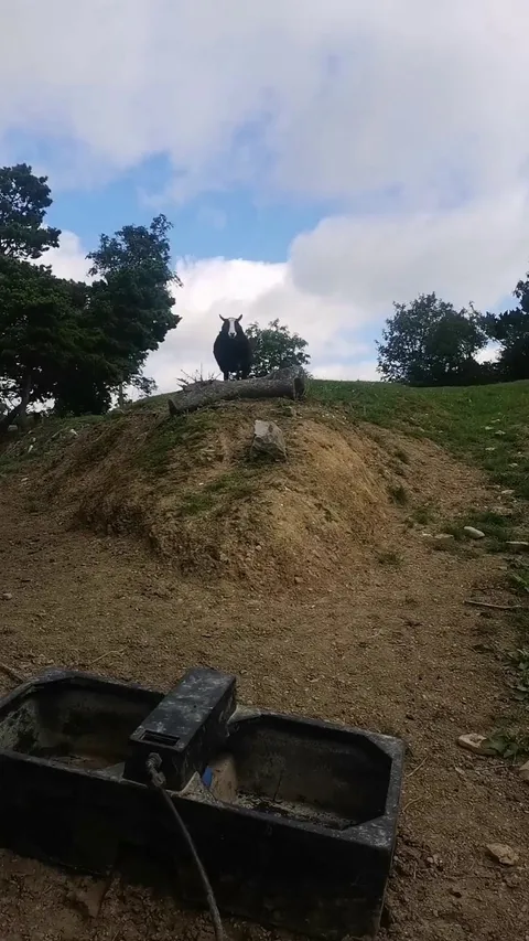 Good morning, Blackberry!