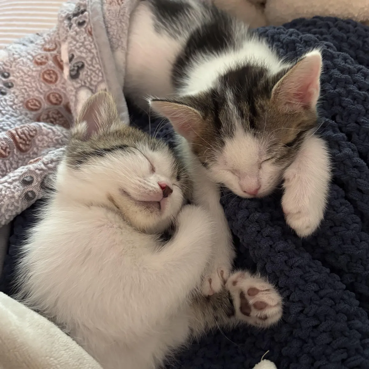 My sweet bonded sister kittens always fall asleep holding paws