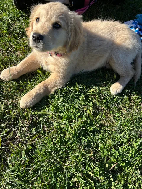 First Baby Golden Retriever I’ve owned puppers is always light harted and frenly :^)