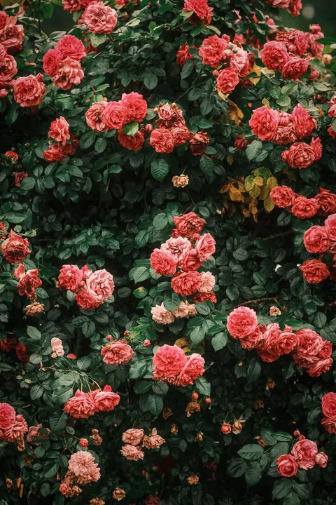 Rose Season in New England 🥀🌹