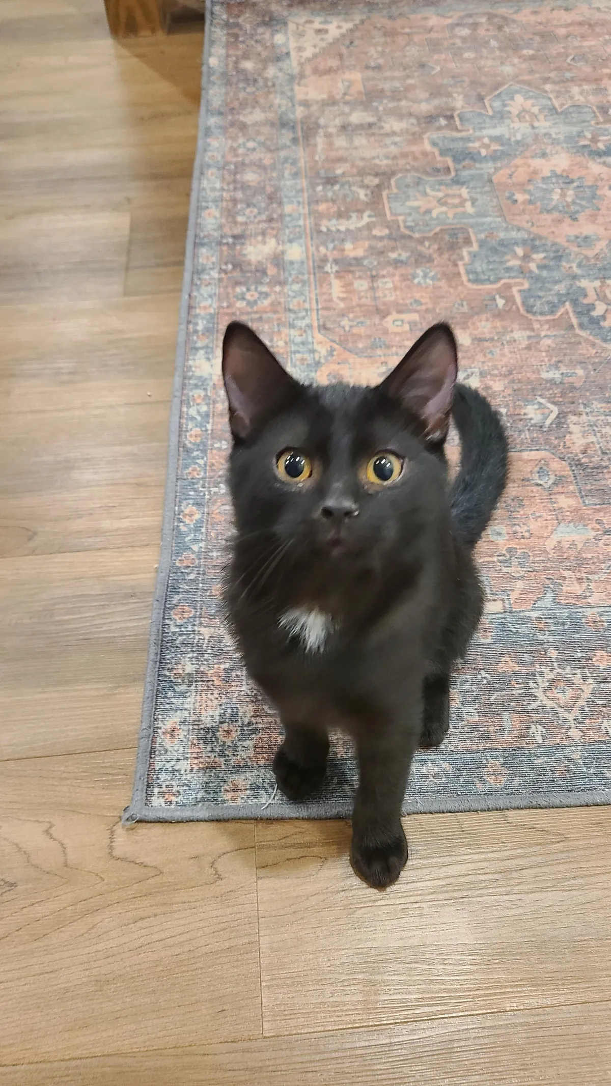 Smol, med, large voids