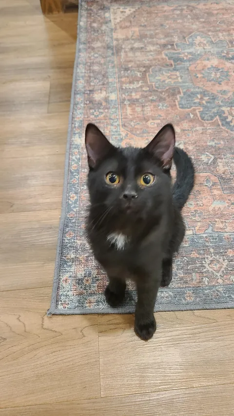 Smol, med, large voids