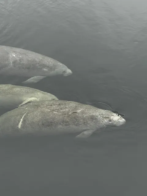 🔥Manatees in Florida