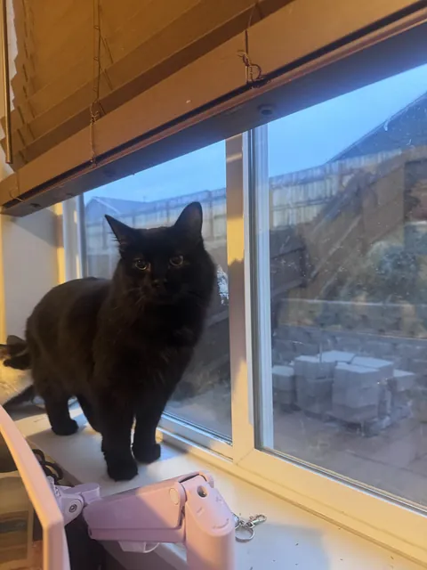 my cat purrs when my other cat eats