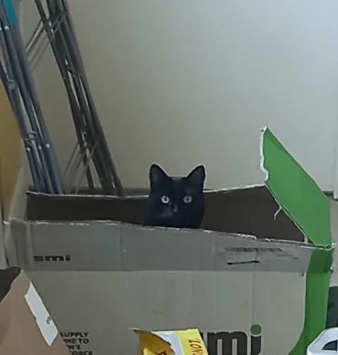 Photo Dump of my cat Hilda