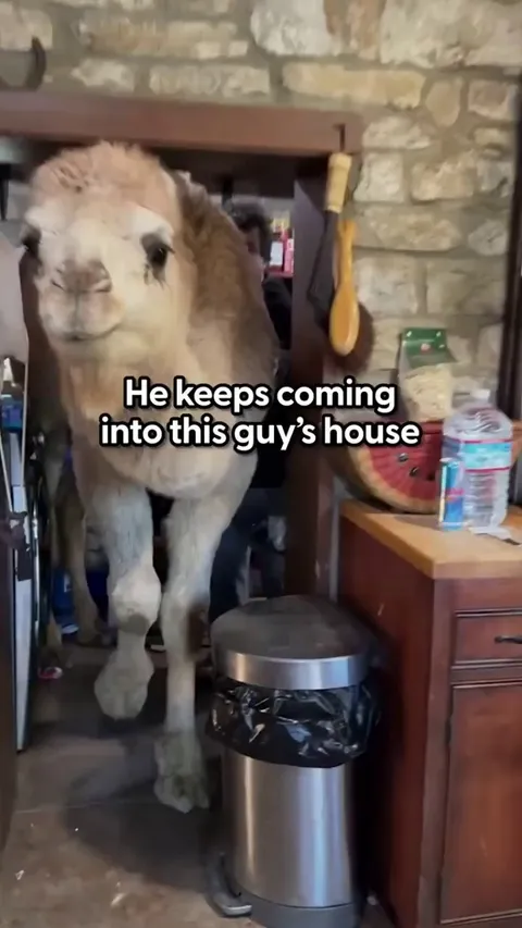 They belong together 💛🐫