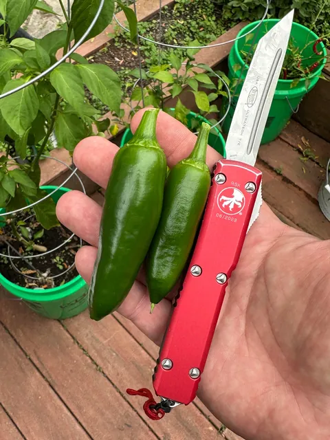 [homemade] onion dogs