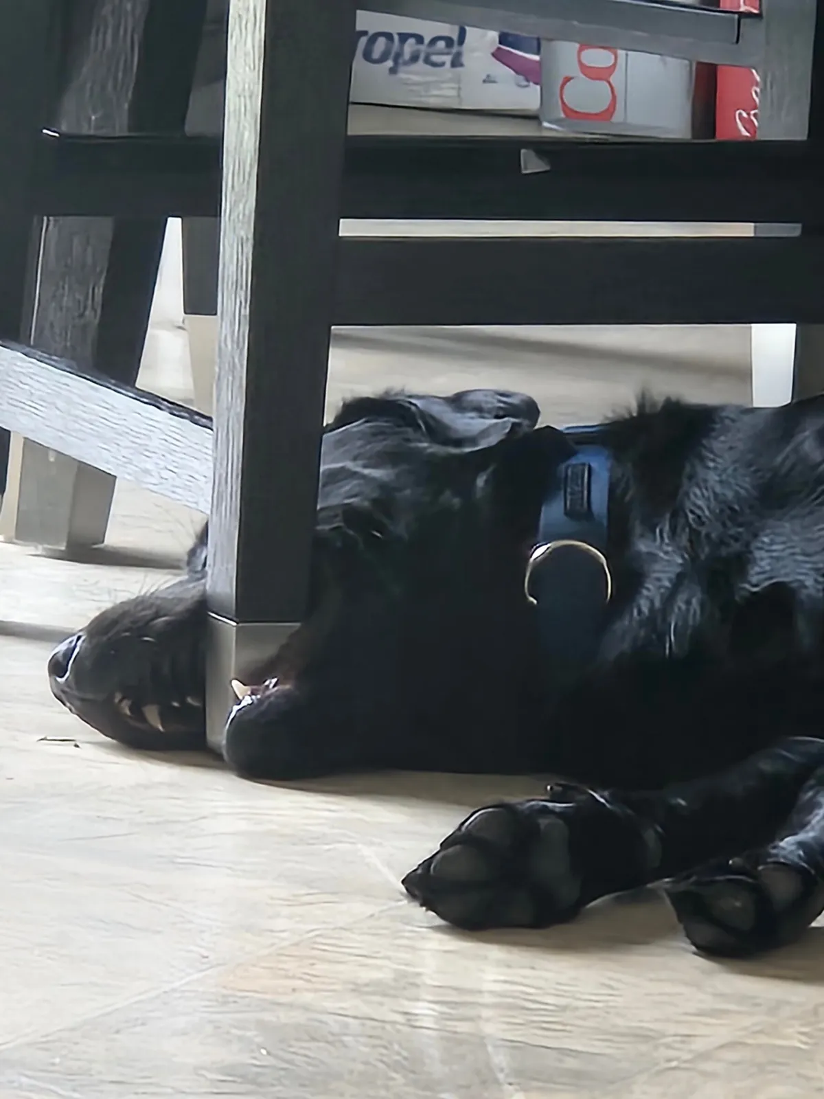 The best pictures of my 3 year old Black Lab!