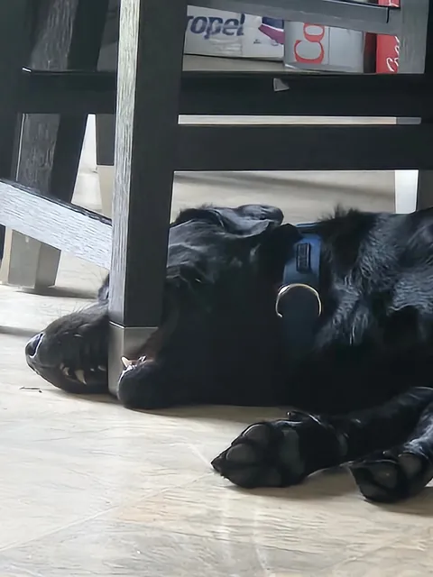 The best pictures of my 3 year old Black Lab!