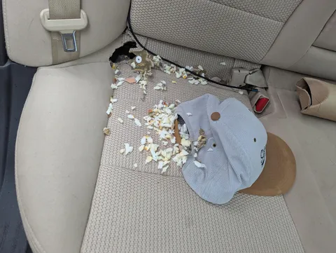 A mouse decided to make my car its home while I was on vacation