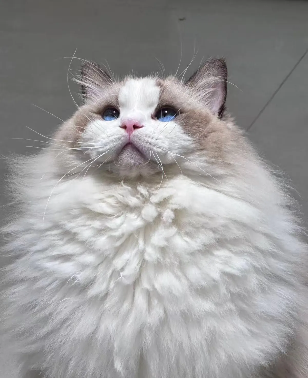 There are stars and the sea in its eyes.