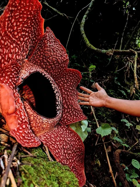 13 years searching - Ultra Rare Rafflesia corpse flower bloom in Sumatra rainforest
