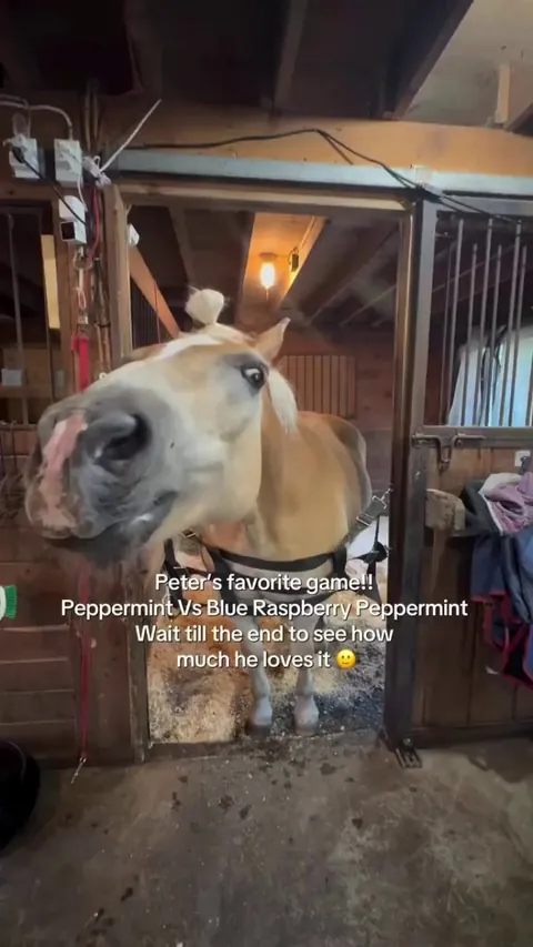 Peter picks a peppermint