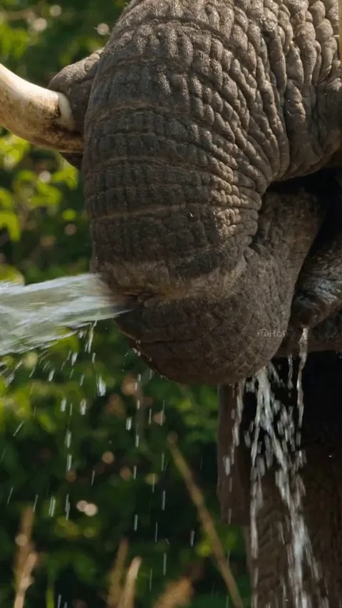 Water falling out from the hole in the elephant’s trunk.