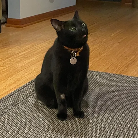 Got his teeth cleaned today. The drugs haven’t worn off yet. He’s been staring at the door for 10 minutes.