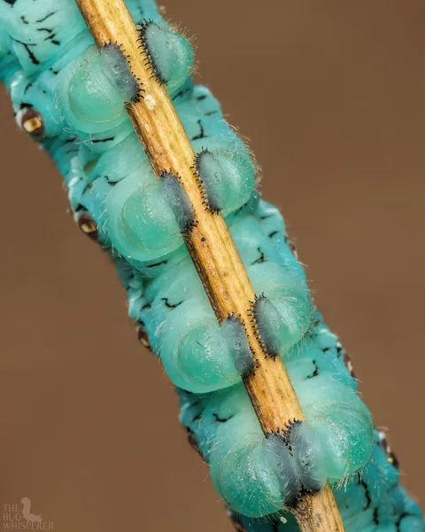 🔥 Here's some Tobacco Hornworm caterpillar feet for everyone 🔥