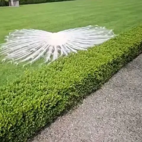 White peacock.. 😊