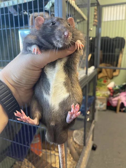 Update: Unsure if Fat or Pregnant