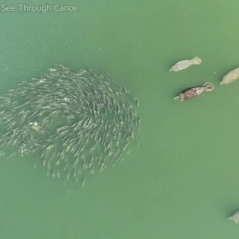 🔥 Manatees swimming up to a circling school of Jacks in Tampa Bay