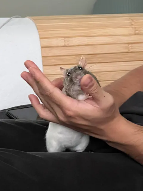 Must clean the fingers