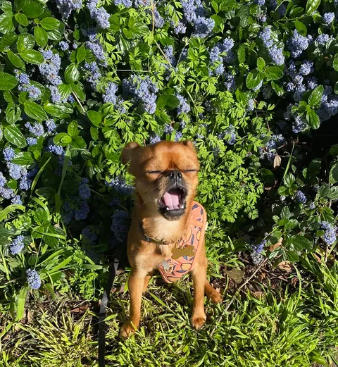 Folks call him DA BOY round these parts, his legal name is Mo