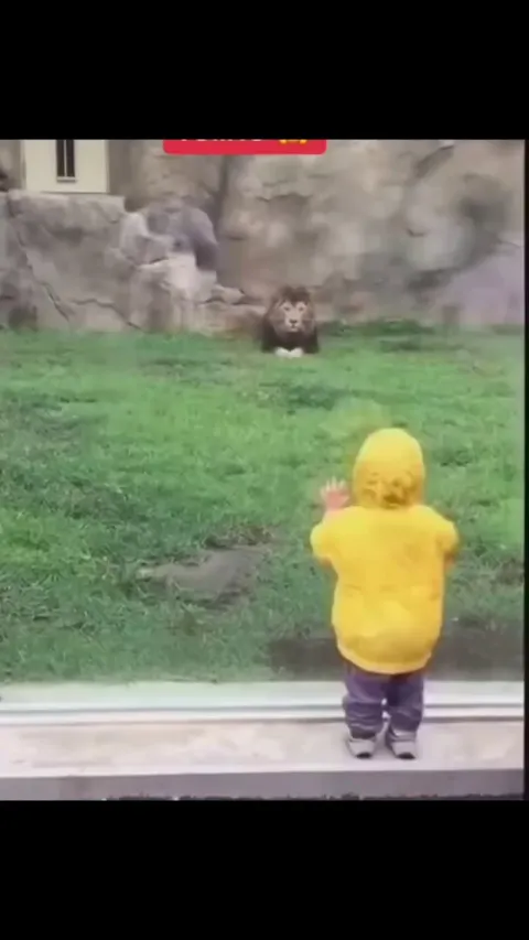 Animal attacking people unsuccessfully! 