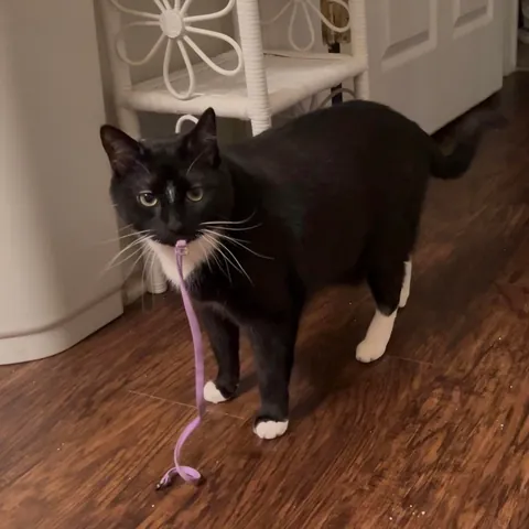 I never wanted to have to make this post. For my baby, Turkleton