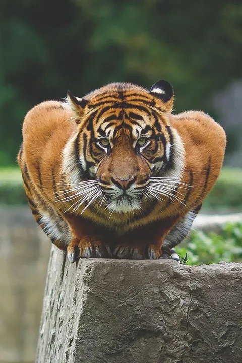 Crouching Tiger