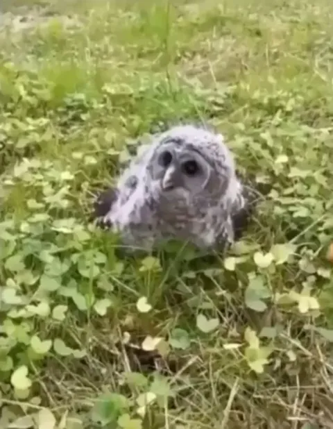 Just another day in the wild, finding a confused owl