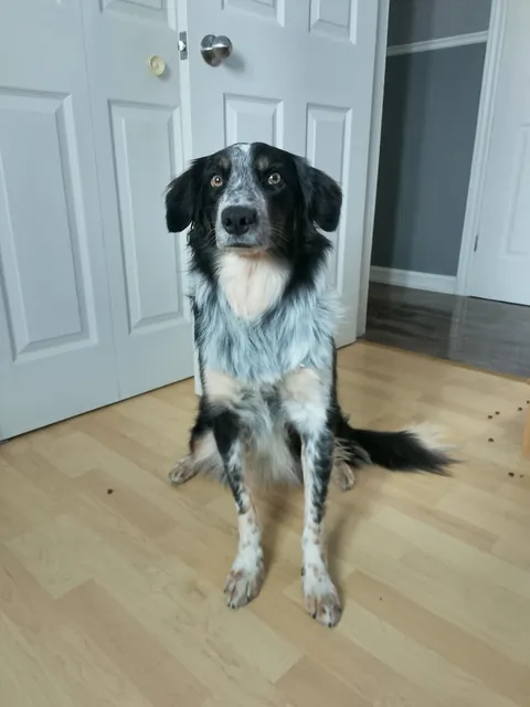 Real struggles of working from home 🥹🥰🐾