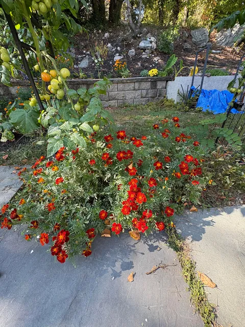 Marigolds (the super plant)