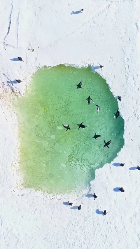 Penguins having a pool party