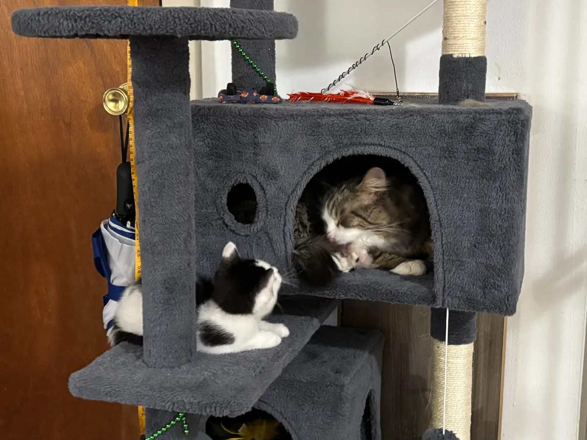 I got my cat a little kitten so that he wouldn’t be alone and it fixed his litter issues!