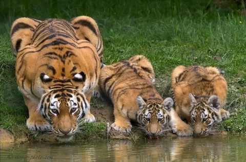 🔥 Mama tiger shapes body like a giant face