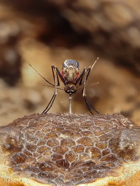 Mosquito biting a snake
