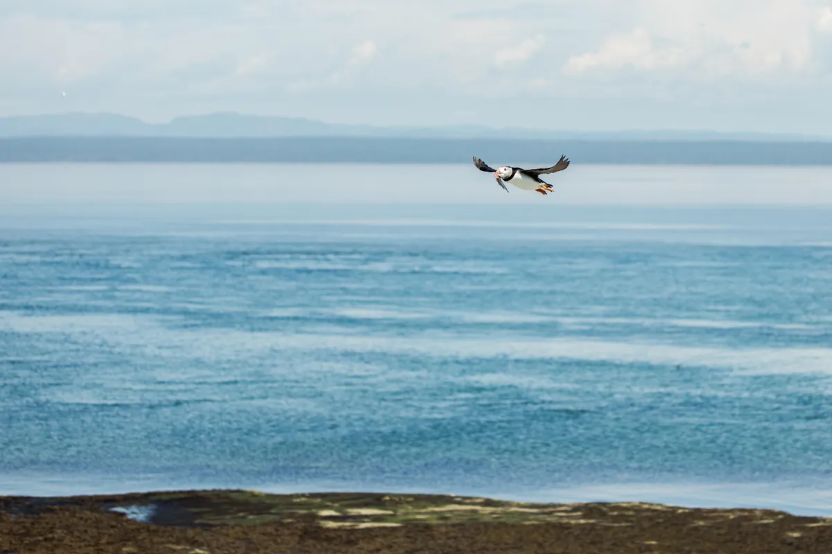 🔥 Atlantic puffin in Mingan Archipelago National Park Reserve 🇨🇦