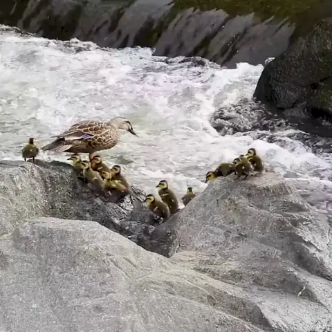 A duck family faces off a challenging rapid to complete their upstream migration
