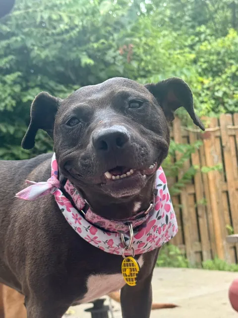 Happy National Black Dog Day! 🖤 Waffles is the best around. She was overlooked in the shelter for 730 longggg days.