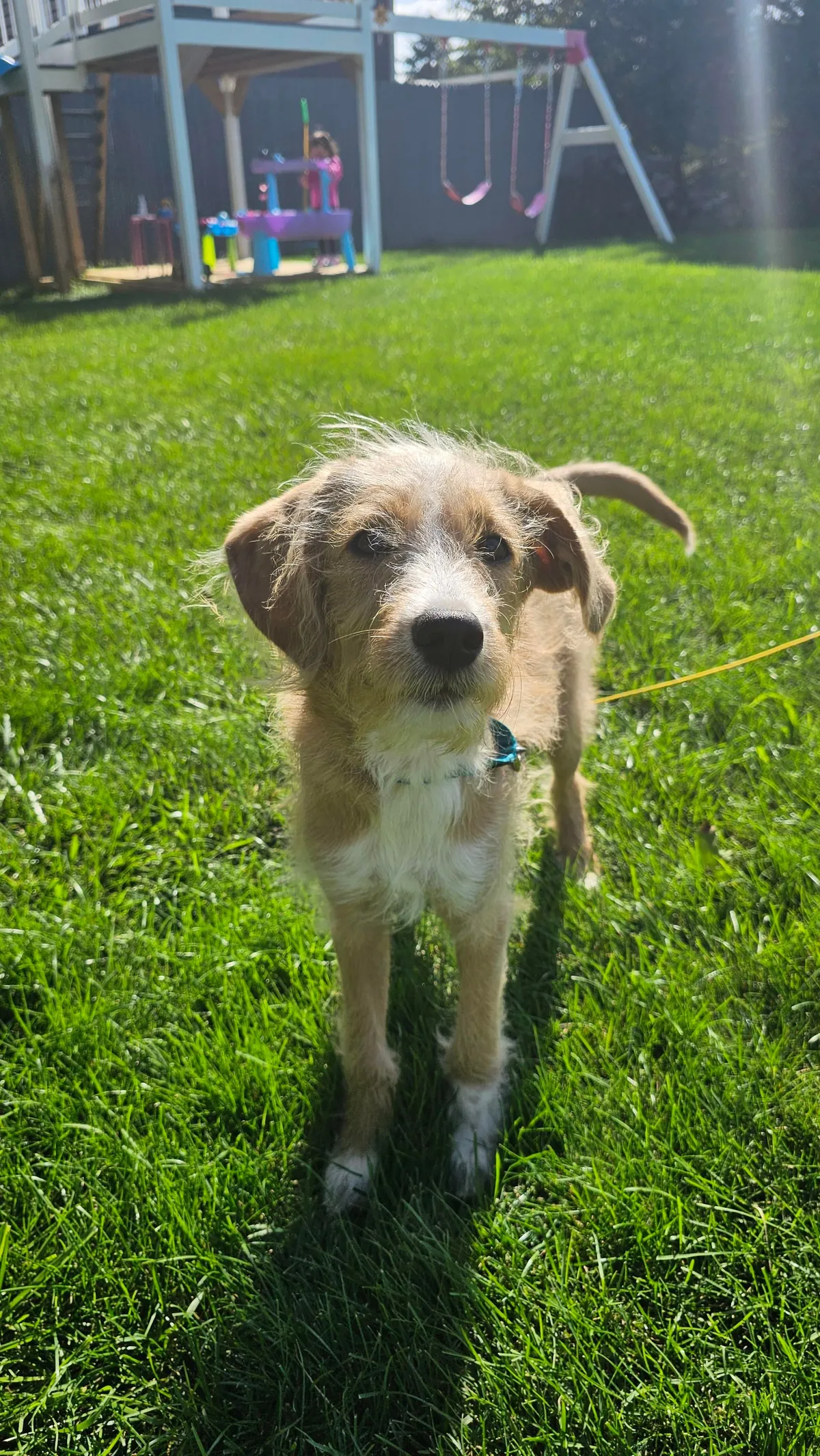 Our Skye puppers🥰